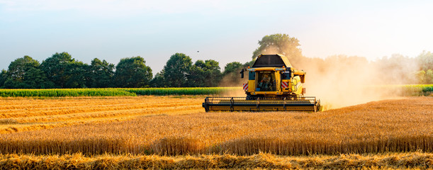 big combine harvester threshing in the sunset.