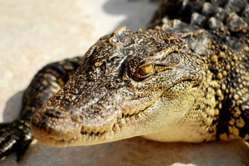 Close up head of crocodile