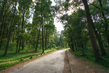 Fototapeta na wymiar Asphalt road through the park in Northern Portugal