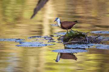 African jacana in Kruger National park, South Africa ; Specie Actophilornis africanus family of Jacanidae