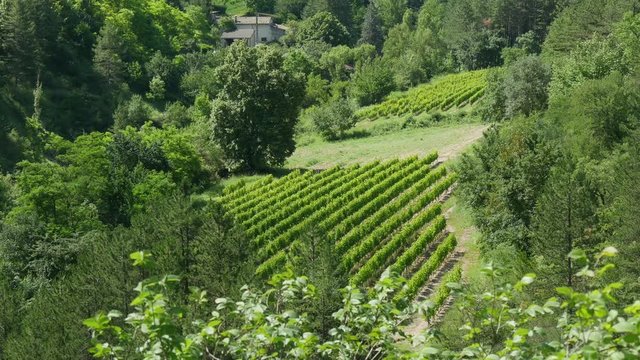 view of the vineyards of Clairette de Die, France