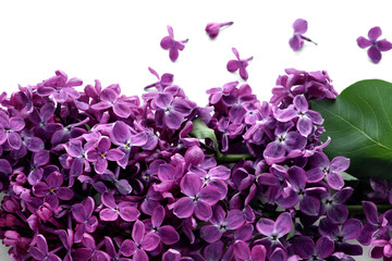 Beautiful blossoming lilac on white background, closeup