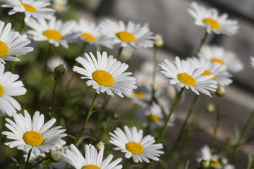 Obraz na płótnie Canvas Charming daisies on a sunny day