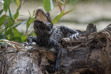 Black caiman (Melanosuchus niger) Amazon rainforest, Brazil