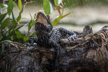 Black caiman (Melanosuchus niger) Amazon rainforest, Brazil