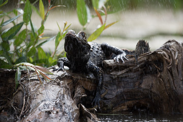 Black caiman (Melanosuchus niger) Amazon rainforest, Brazil
