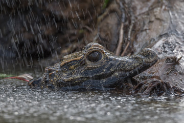 Black caiman (Melanosuchus niger) Amazon rainforest, Brazil