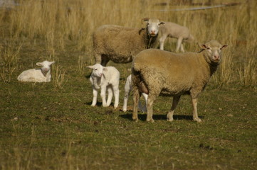 a flock of ewes with their lambs in a field on a farm during a particularly dry drought season in rural New South Wales, Australia