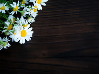 Obraz premium daisies on a dark background