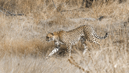 Cheetah in Kruger National park, South Africa ; Specie Acinonyx jubatus family of Felidae