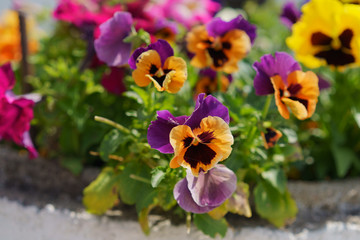 Summer is time of blooming. Blooming pansies are very beautiful
