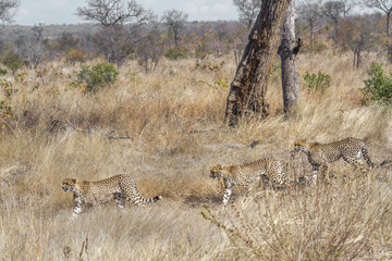 Cheetah in Kruger National park, South Africa ; Specie Acinonyx jubatus family of Felidae
