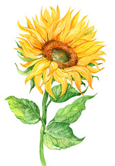 Obraz premium Sunflower, watercolor illustration