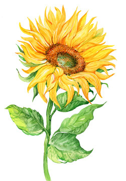 Sunflower, watercolor illustration