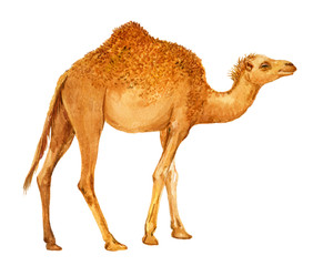 Camel, animal, illustration, watercolor