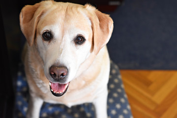 Closeup portrait of beautiful creamy Labrador retriever dog posing and looking straight into camera