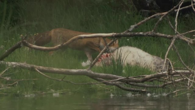 Fox Feeding at dead sheep by rivers edge.
