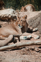 Fototapeta premium Lioness