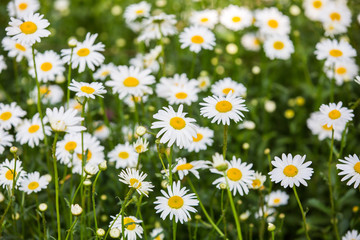 Obraz premium Flowers, flowers chrysanthemum, Chrysanthemum wallpaper, 