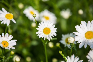 Flowers, flowers chrysanthemum, Chrysanthemum wallpaper, 