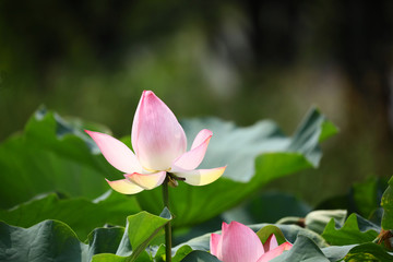 Obraz premium ハスの花 花ハス ハス 蓮 はす 夏の花 蓮の花の蕾 しぼみ