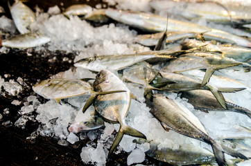 Fresh fish on the counter with ice in the fish shop. Kalutara, Sri Lanka.
