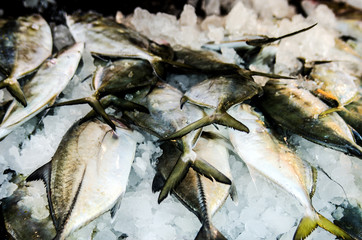Fresh fish, laid out on the ice, on the counter in a fish shop. Kalutara, Sri Lanka.
