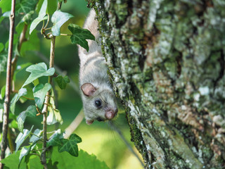 Edible dormouse or fat dormouse (Glis glis) in the forest