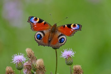 Closeup butterfly on flower with green background