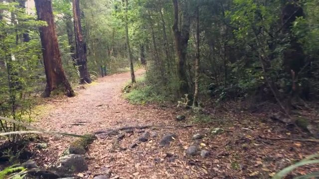 Walking across bridge and through nature in Saint Arnaud, New Zealand
