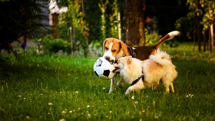 Beagle and german spitz klein playing together and running in green park garden outdoors in summer