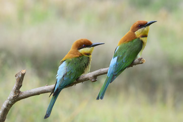 Pair of Chestnut-headed bee-eaters or Merops leschenaulti perching on tree branch , Thailand