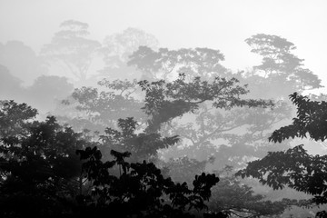 Jungle Silhouette