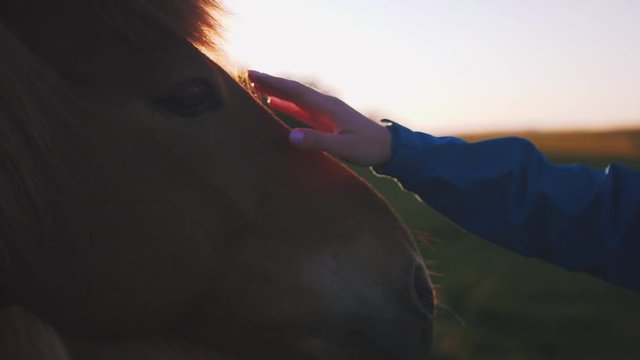 Close up shot of young woman stroking a horse in Iceland in sun light