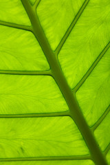 A large beautiful leaf of an exotic plant with veins.