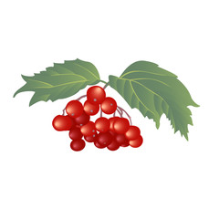 Vector viburnum Colorful Illustration Isolated on white Background.