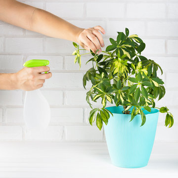 Flower schefflera in pot on white bricks wall background. Hand with spray, irrigation.