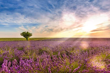 Foto auf Acrylglas Lavendel Dämmerung in einem Lavendelfeld in Valensole in der Provence, Frankreich