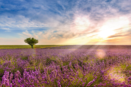 Fototapeta Crépuscule dans un Champ de lavande à Valensole en Provence, France