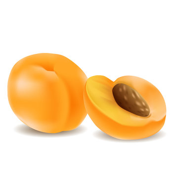 Vector isolated set of fresh sweet orange apricots, used gradient meshes on white background