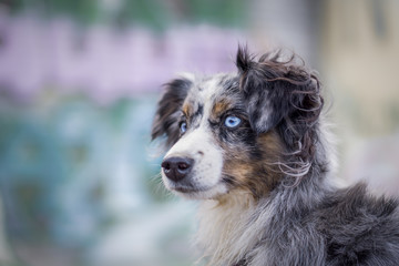 Mili the Miniature Australian Shepherd, Urban Dog, Graffiti