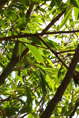 Green Tree