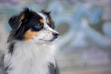 Nala the Miniature Australian Shepherd, Urban Dog, Graffiti