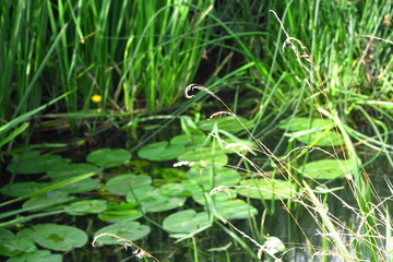 Lily pads