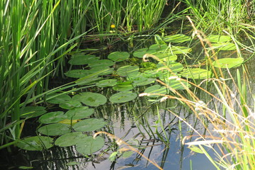 Pond