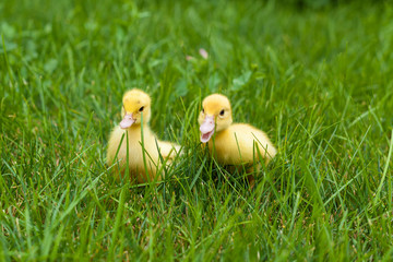 little ducklings sitting on the grass