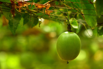 lots of raw and fresh passion fruit on the tree, passion fruit farm