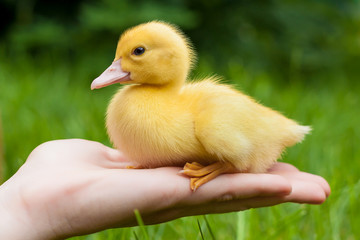 A little girl is holding a duckling in her hands. Nature.