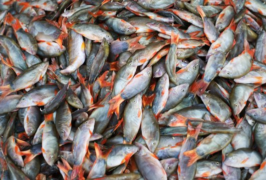 Group of fresh fish (blue Botha) in market : Closeup
