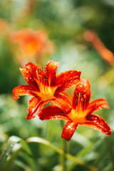 Beautiful red lilies in summer sun rays.